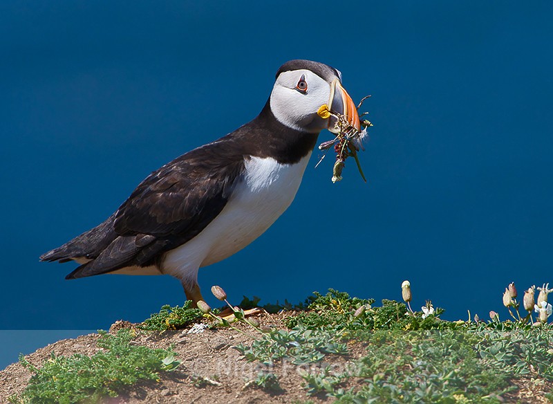 Puffin with nest material - Puffin