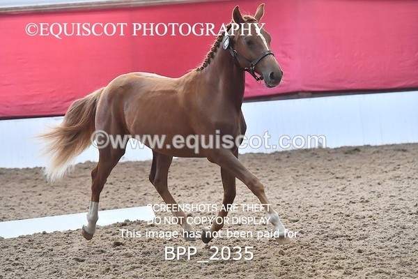 BPP_2035 - AFTERNOON 12.30 - 3.30PM