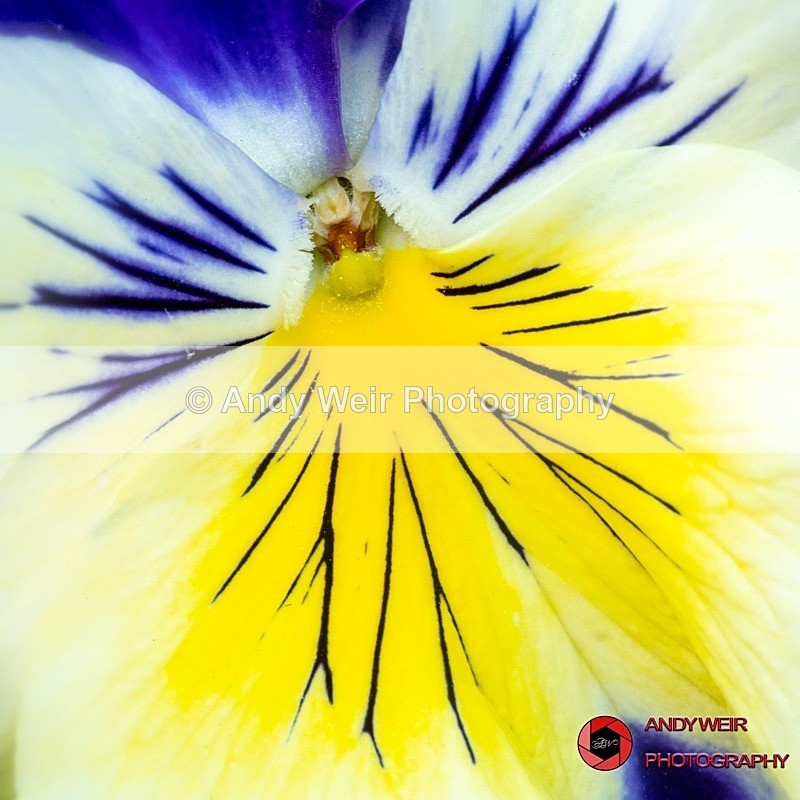 190327-untitled-1L4A0565-Edit - Plants & Flowers