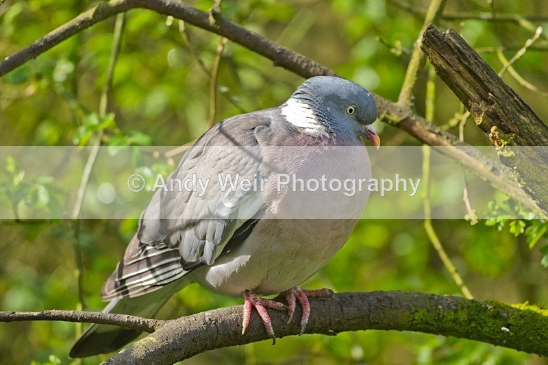 20120421-_MG_9569 - Pigeons & Doves