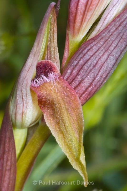 Eastern Serapias (Serapias orientalis) - Orchids - Serapias