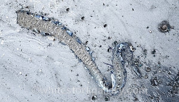  - The Sand Gallery