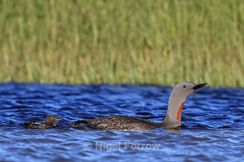 Chick trailing Red-throated Diver parent, Floi, Iceland - Red-throated Diver