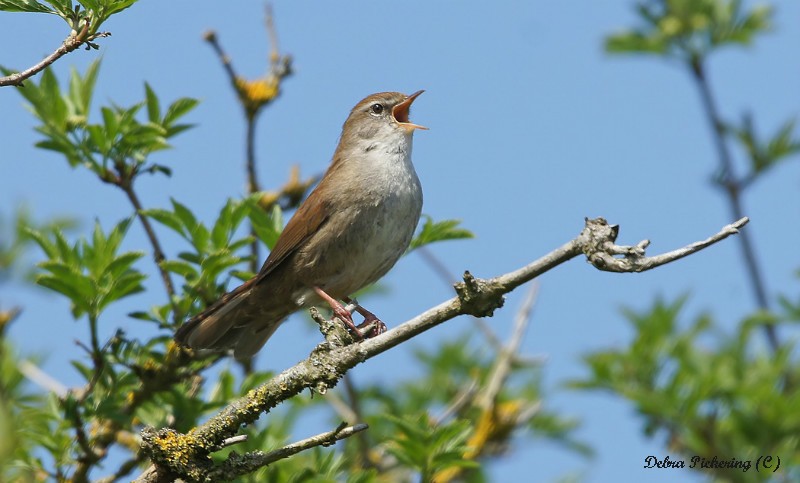 Cetti's Warbler - Birds