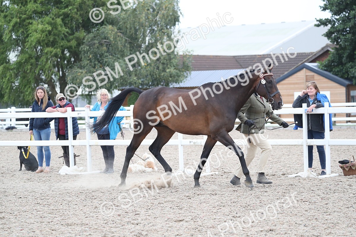 SBM_17886 - Class 317 IH Pure bred Horse/Pony