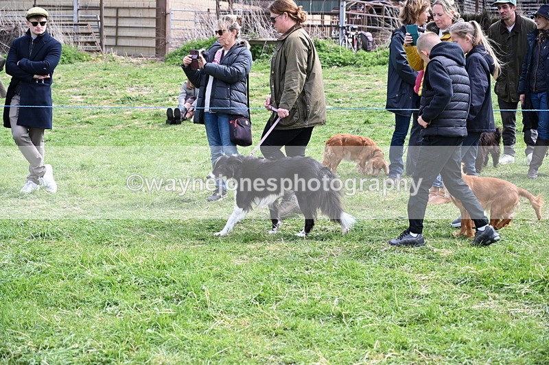 WJ6_8788 - Class 8 Best Working / Gun Dog or Bitch