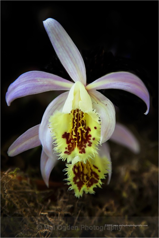 Orchid - Flora & Fauna