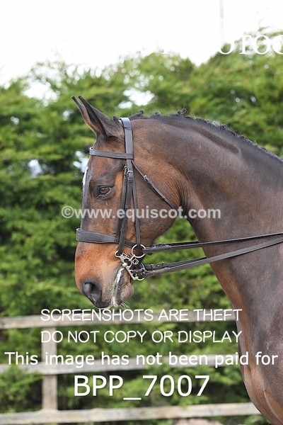 BPP_7007 - RING 1  (RIDDEN HORSES / IN HAND / VETERAN ETC)