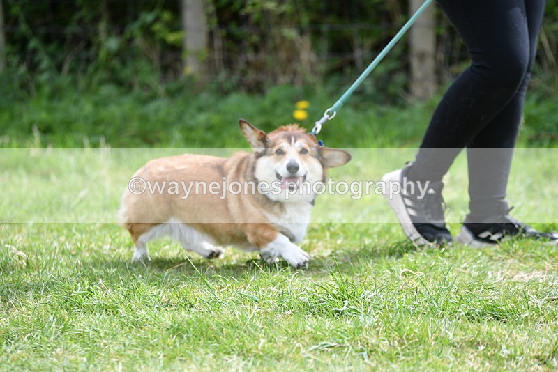 WJ5_9630 - Class 3 Most Handsome Dog