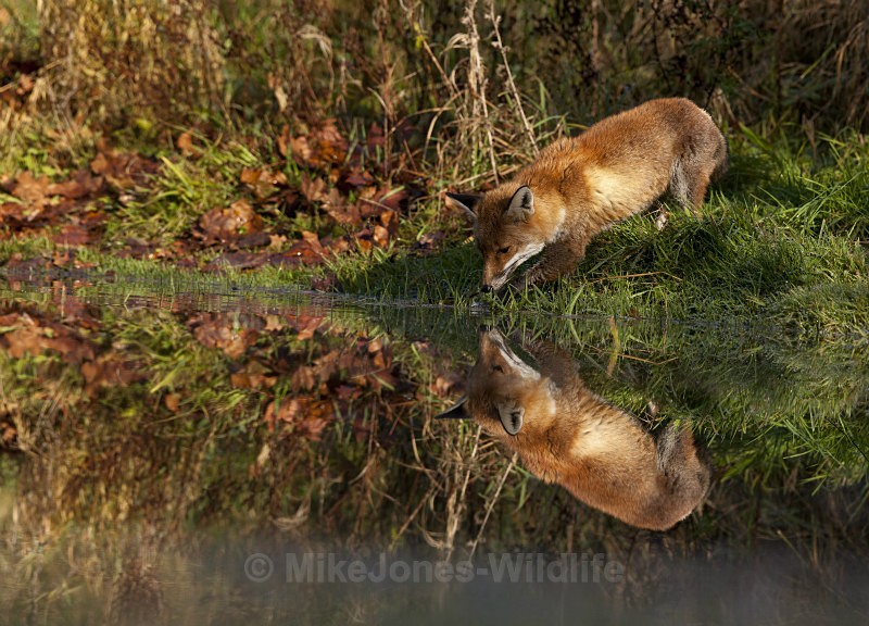 RED FOX - FAVOURITES WILDLIFE GALLERY. Selected images from the wildlife collections.