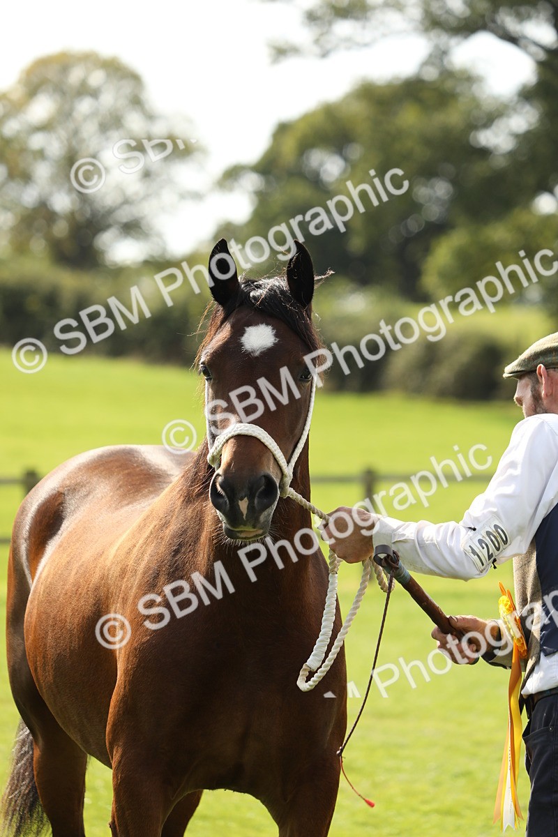 SBM_66327 - In Hand Pony & Youngstock Supreme Championship