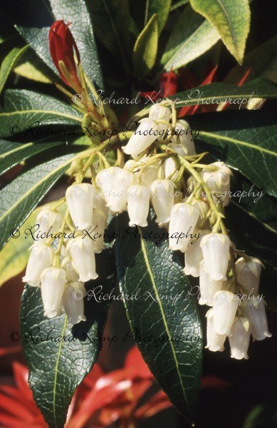 Pieris Formosa var. Forestii -166 - Plants