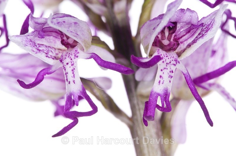  - WB: Orchids - Orchis