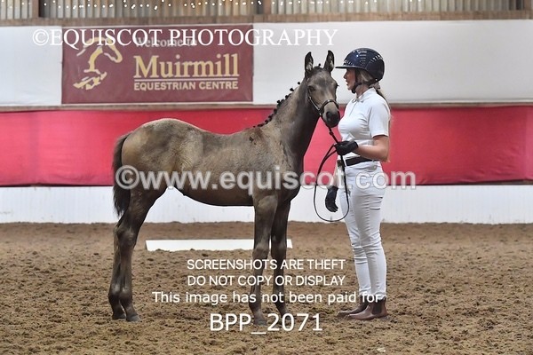 BPP_2071 - AFTERNOON 12.30 - 3.30PM