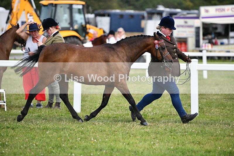 DSC_8437 - Class 69: Pure, Anglo & Part Bred In Hand Arab