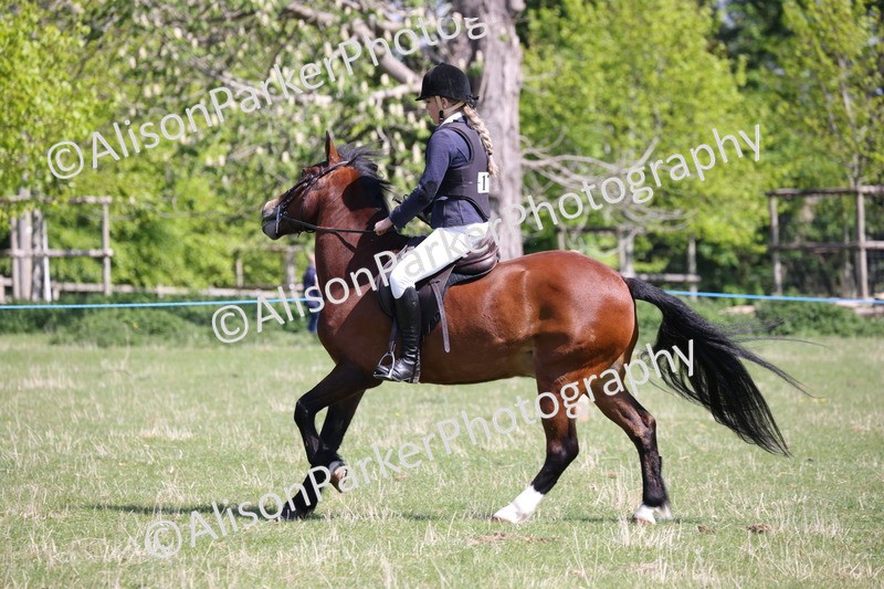 20250427-3219 - Class 33 - Best Pony 14.2hh and Under