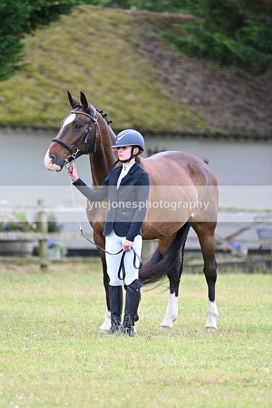 WJ7_7017 - Class 5a Most Handsome Gelding in Hand