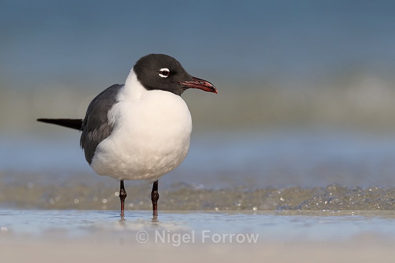 Laughing Gull (breeding adult) close view, Fort De Soto, Florida - Laughing Gull