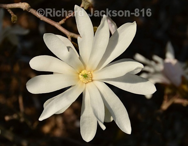 White Star Magnolia - Flowers