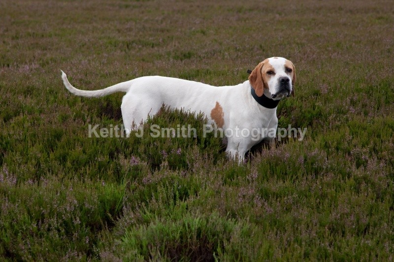 KJS_9573 (RM) - Working Dogs