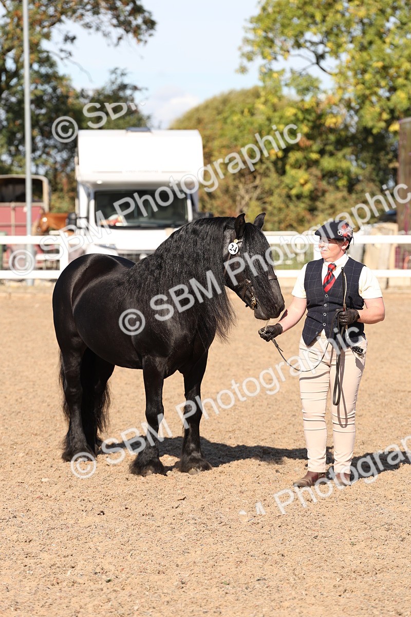 SBM_12869 - Class 206 - IH Non Show Type Pony