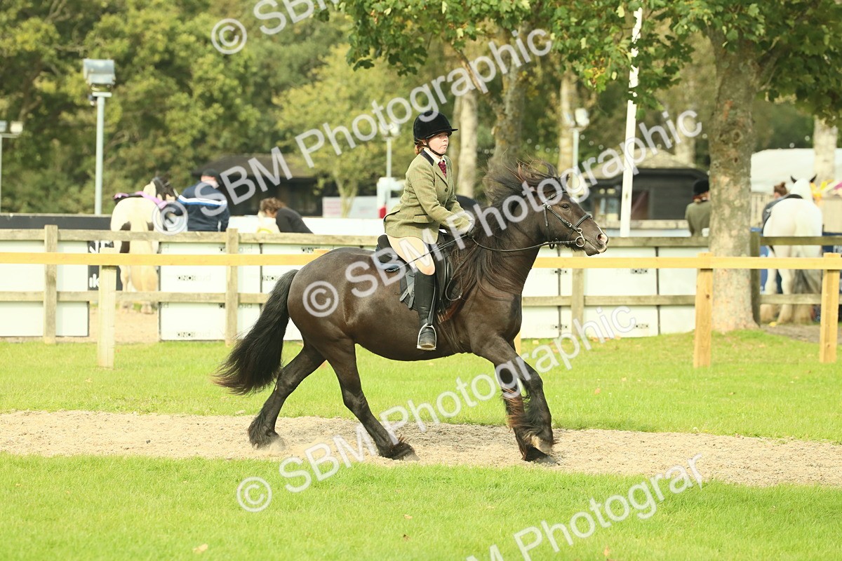 SBM_69356 - S58 - Mini Show Cob Ridden
