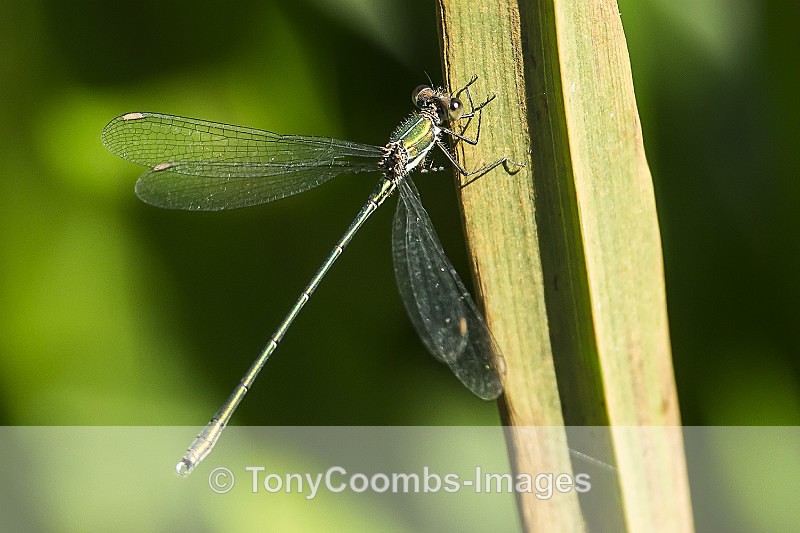 Willow Emerald Damselfly - Other Wildlife