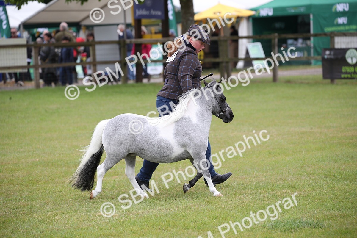 SBM_03970 - Class 23-25 - British Miniature Horse of the Year
