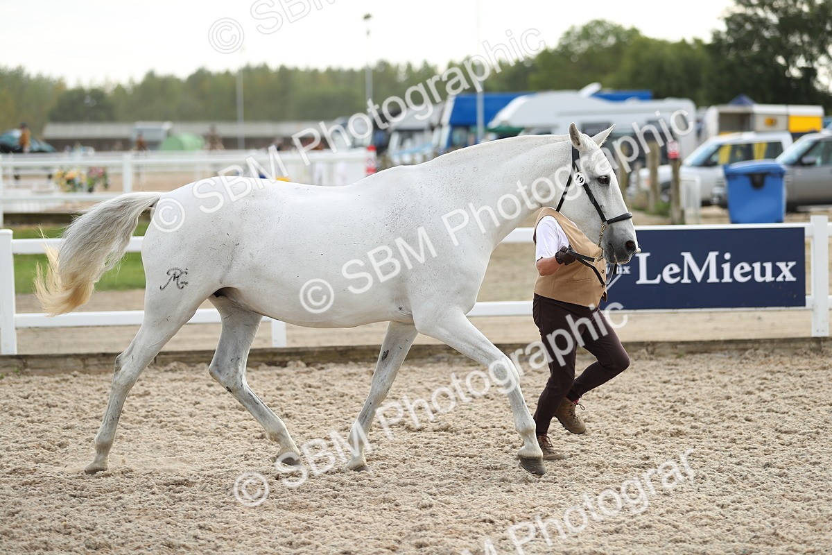SBM_08529 - Class 28 - IH Veteran Horse