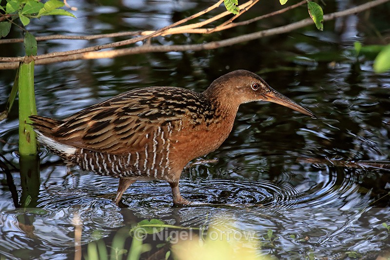 King Rail side view, Viera Wetlands, Florida - King Rail