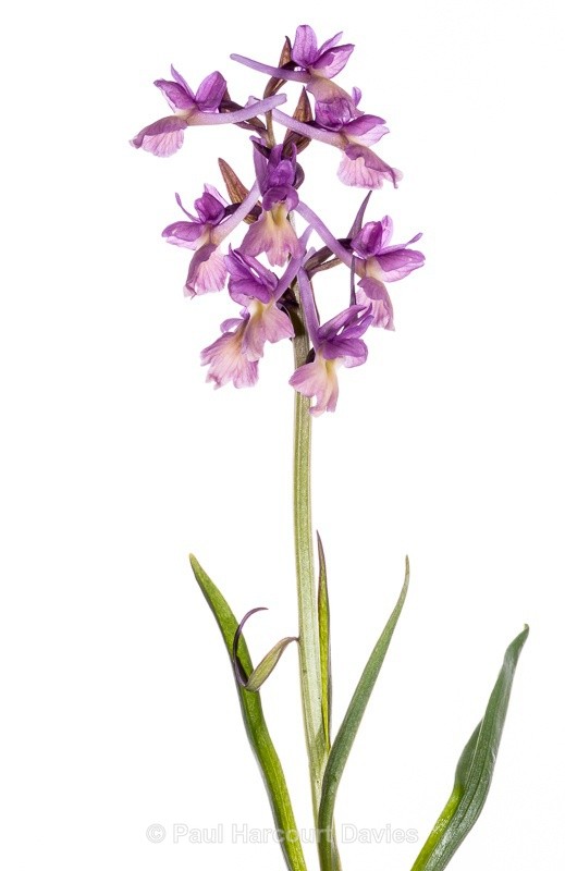  - WB: Orchids - Various