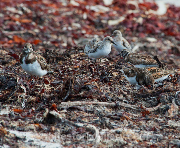 Balranald Bird Reserve - Scottish Highlands