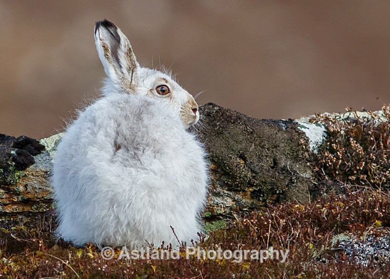 Astland Photography, Bird and Wildlife Images, Susan and Peter Wilson, U.K.