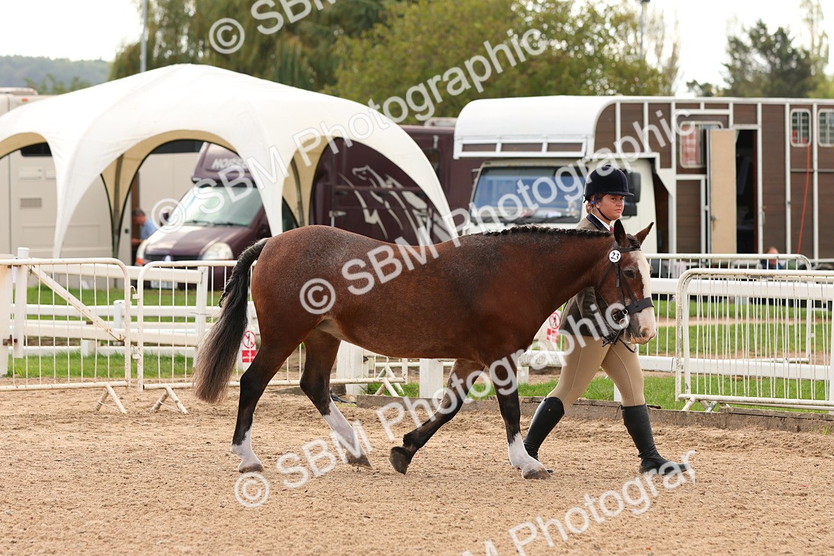 SBM_10258 - Class 206 - IH Non Show Type Pony
