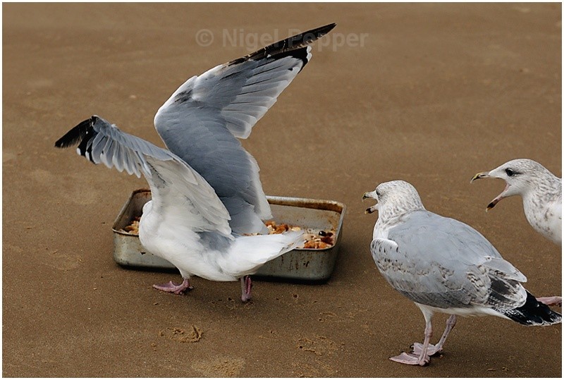 Feeding Time ( 6 ) - Leggy the Herring Gull