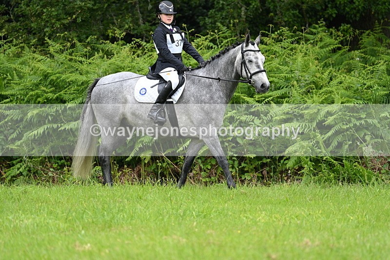 WJ7_3808 - Class 14A Handsome Gelding
