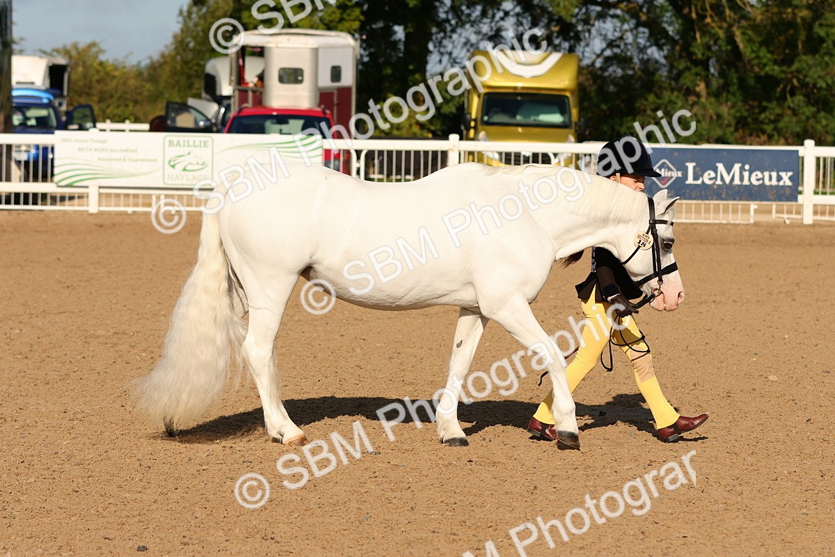 SBM_08620 - Class 203 - Young Handler 10 Years and Under