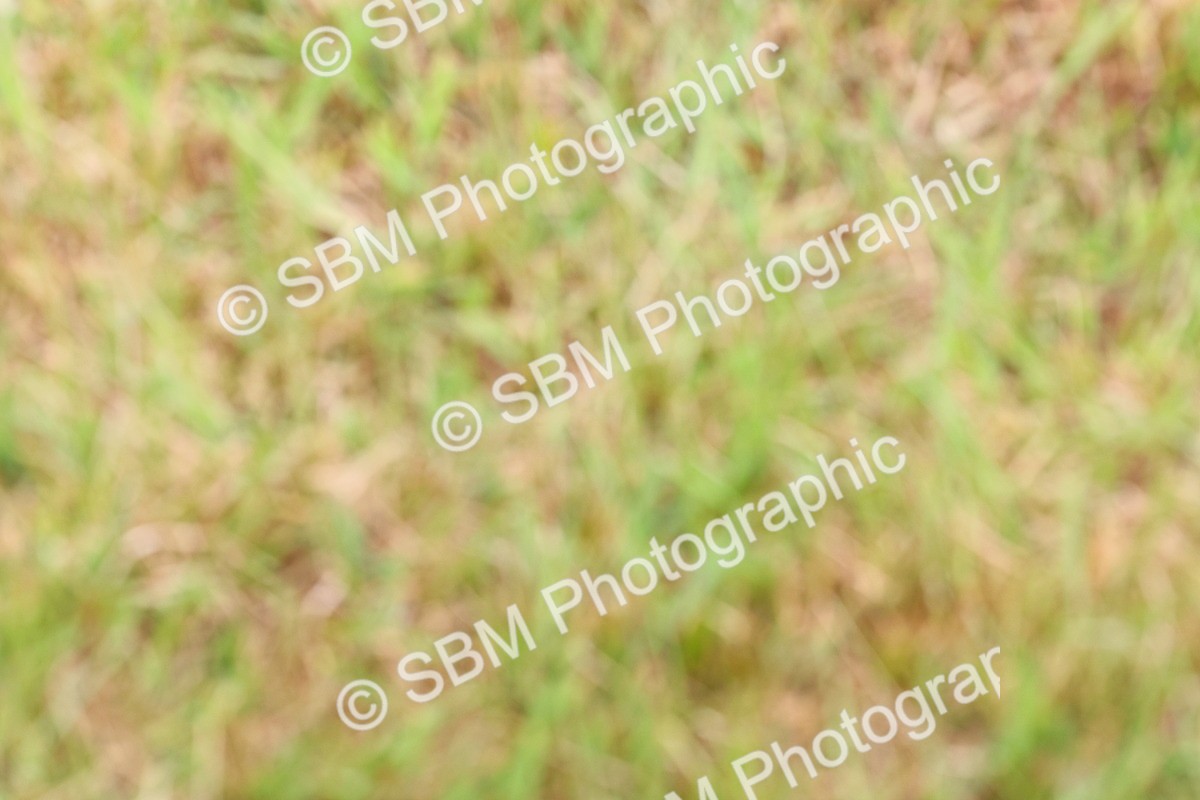 SBM_08415