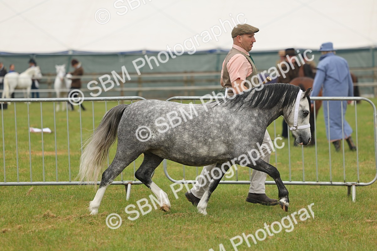 SBM_01424 - Class 50-57 - M&M Welsh Pony In Hand