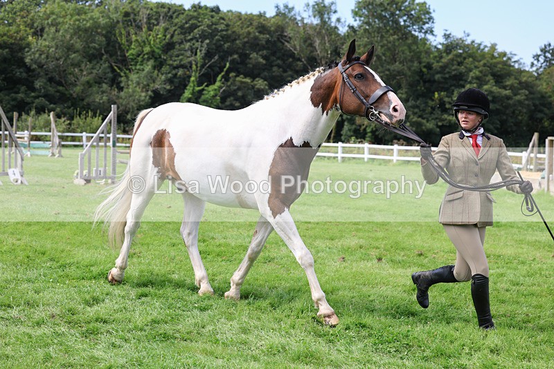 3E7A8772 - Class 5: Working Show Horse