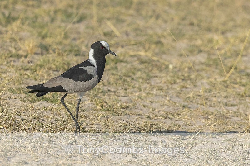 Blacksmith Lapwing - Botswana ~ Birds