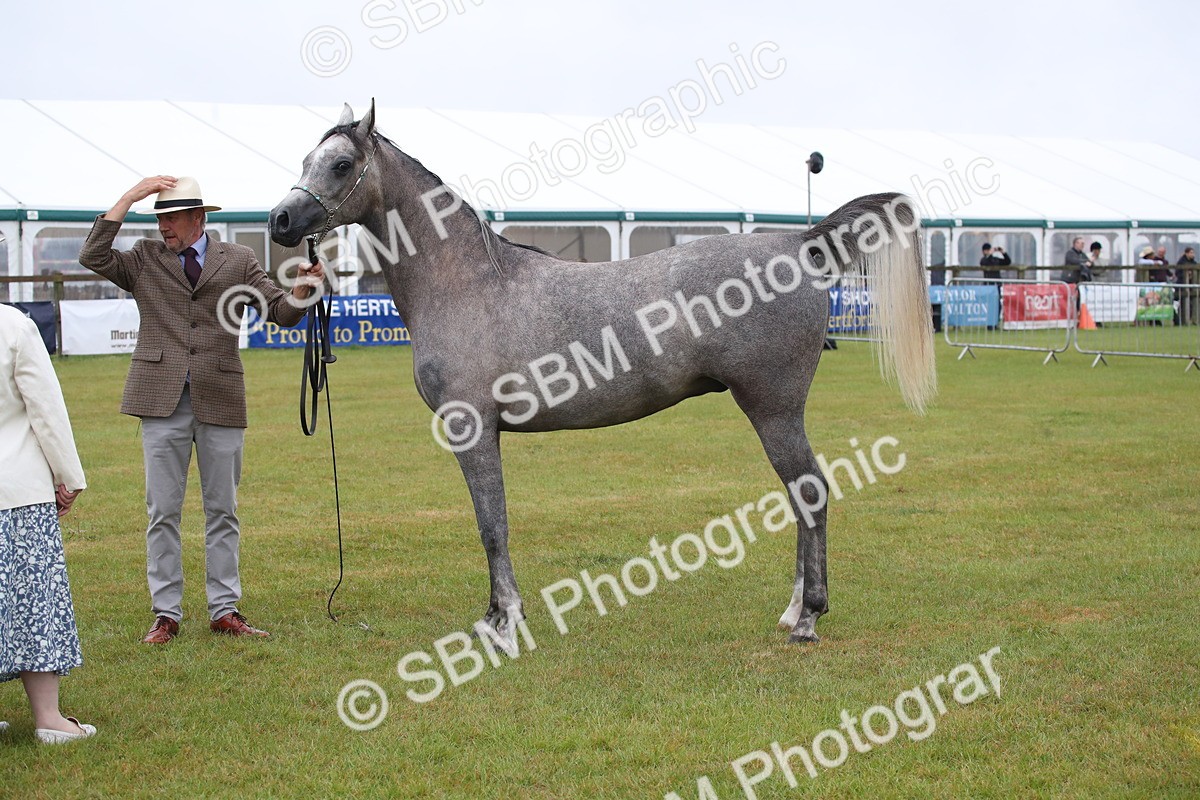 SBM_00027 - Class 17-20 - Arab & Part Bred - Anglo Arab In Hand