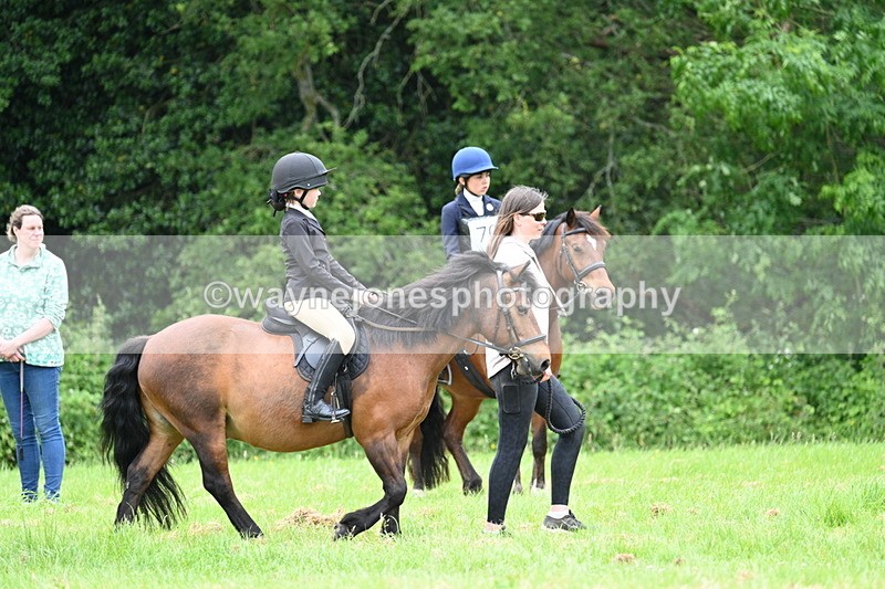 WJ7_4090 - Class 14A Handsome Gelding