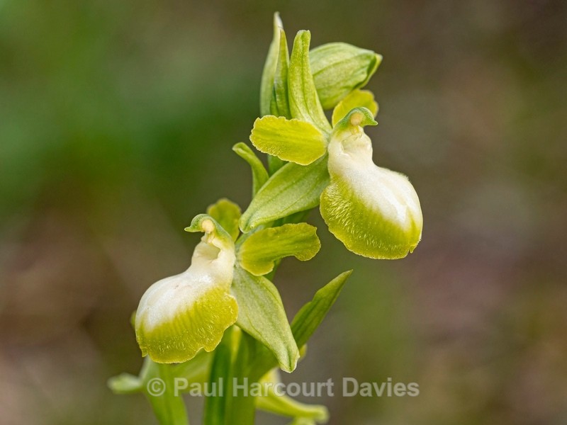 Gargano Ophrys (lacking anthocyanin pigments...apochromic) Ophrys sphegodes ssp passionis.. also O. garganica, O. passionis - Gargano - Wild Orchids