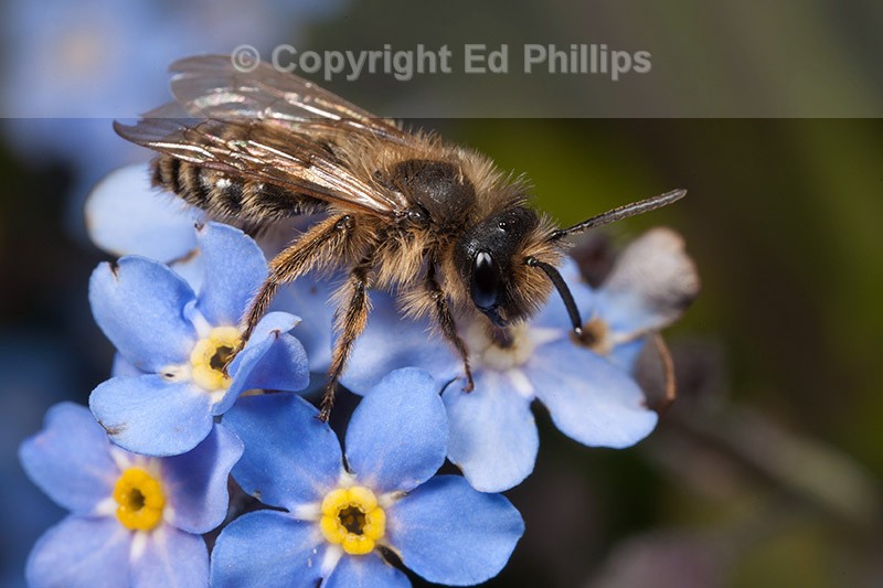 Andrena flavipes (m)