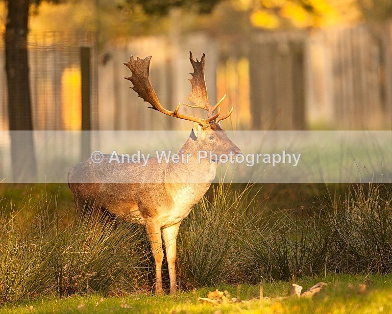20111022-_MG_6730 - Fallow Deer