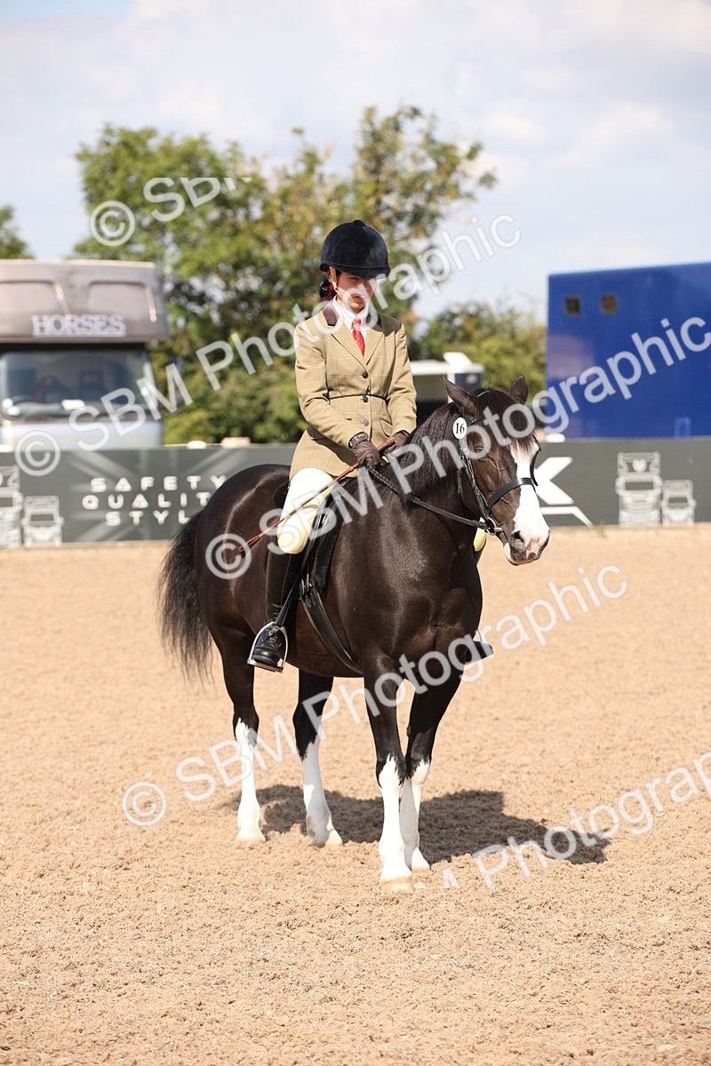 SBM_03035 - Class 17 Prettiest Mare IH or Ridden