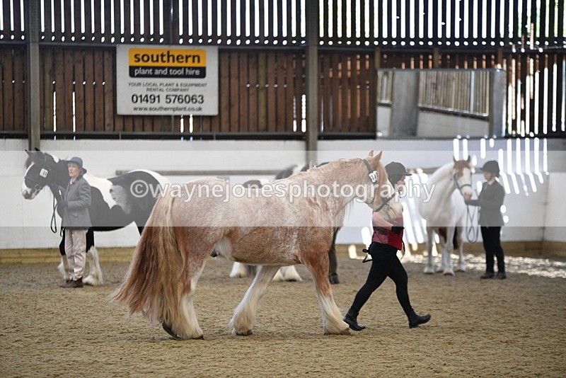 WJ5_4758 - Class 7 In hand coloured / odd coloured