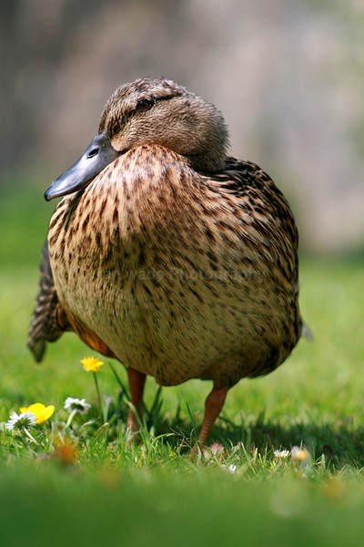 Female Mallard duck _ S016 - Somerset landscape Photography