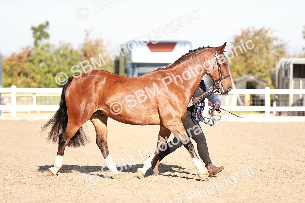 SBM_11234 - Class 401 - IH  Veteran horse